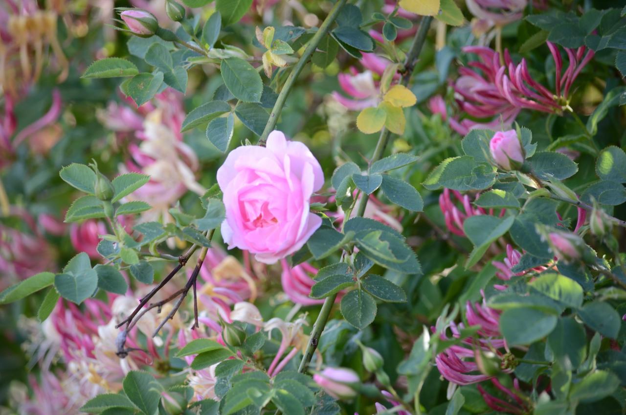 Degebergagarden B&B Dış mekan fotoğraf